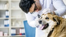 Ein Tierarzt untersucht das Ohr eines Hundes.